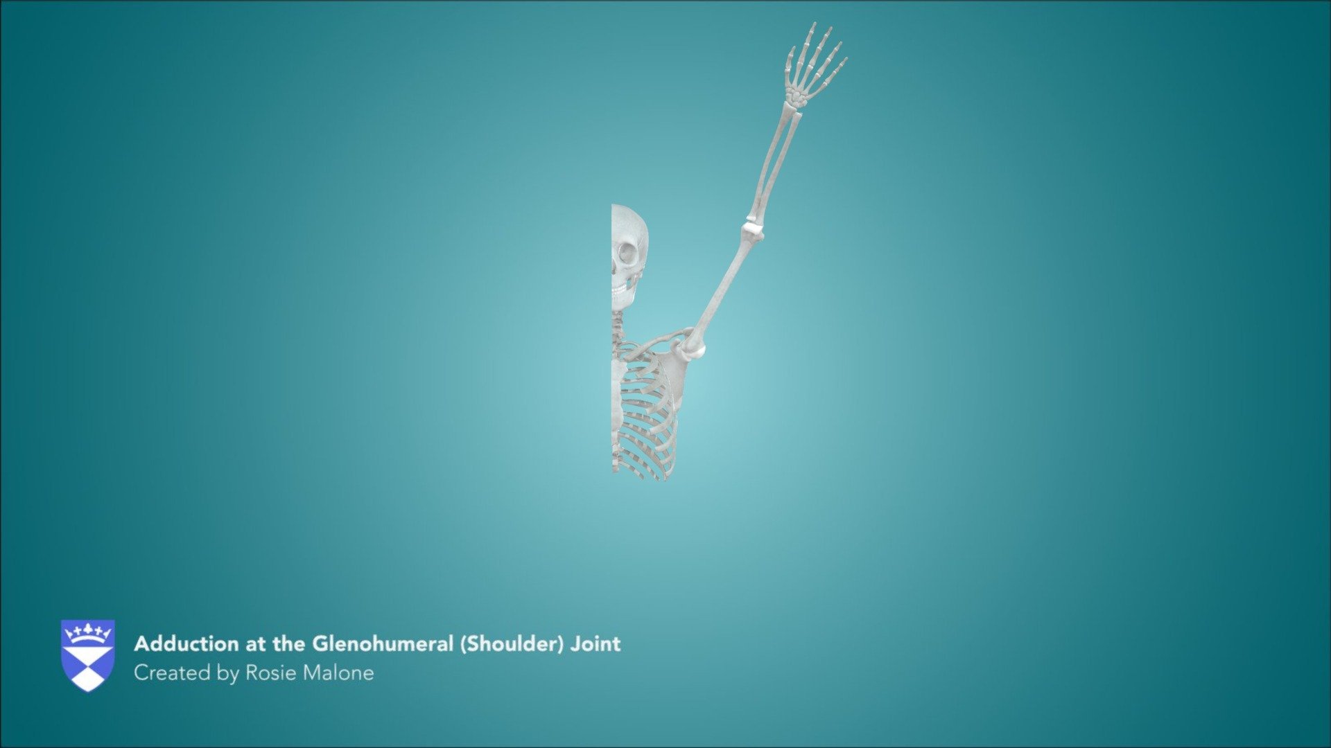 Adduction at the Glenohumeral (Shoulder) Joint
