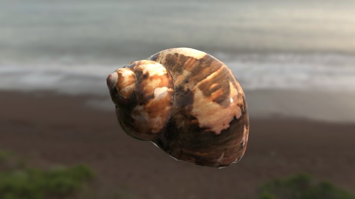 Sea Snail Shell 01 3D Model