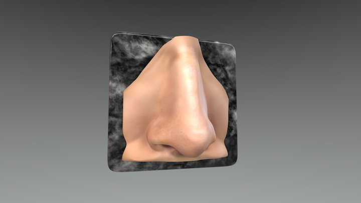 Nose Study 3D Model