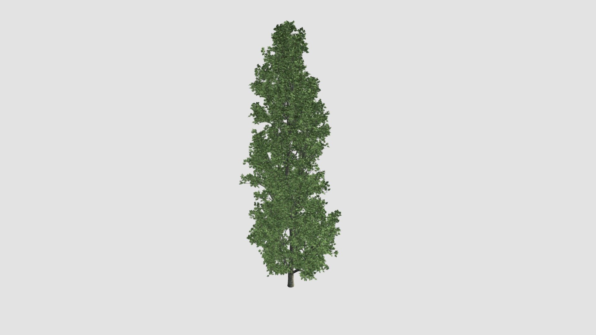 Populus Plant - Buy Royalty Free 3D model by Evermotion [13a2c82 ...