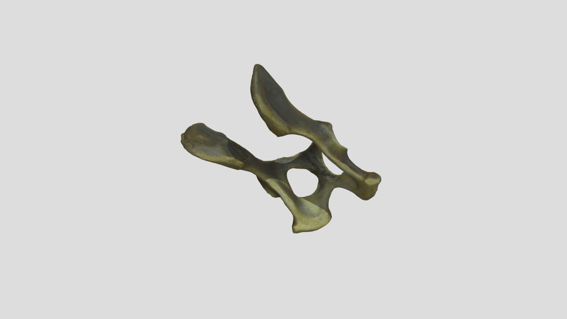 Basenji (Canis familiaris) Pelvis