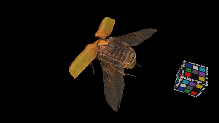 CC0 カナブン飛翔 Drone Beetle, Rhomborrhina japonica