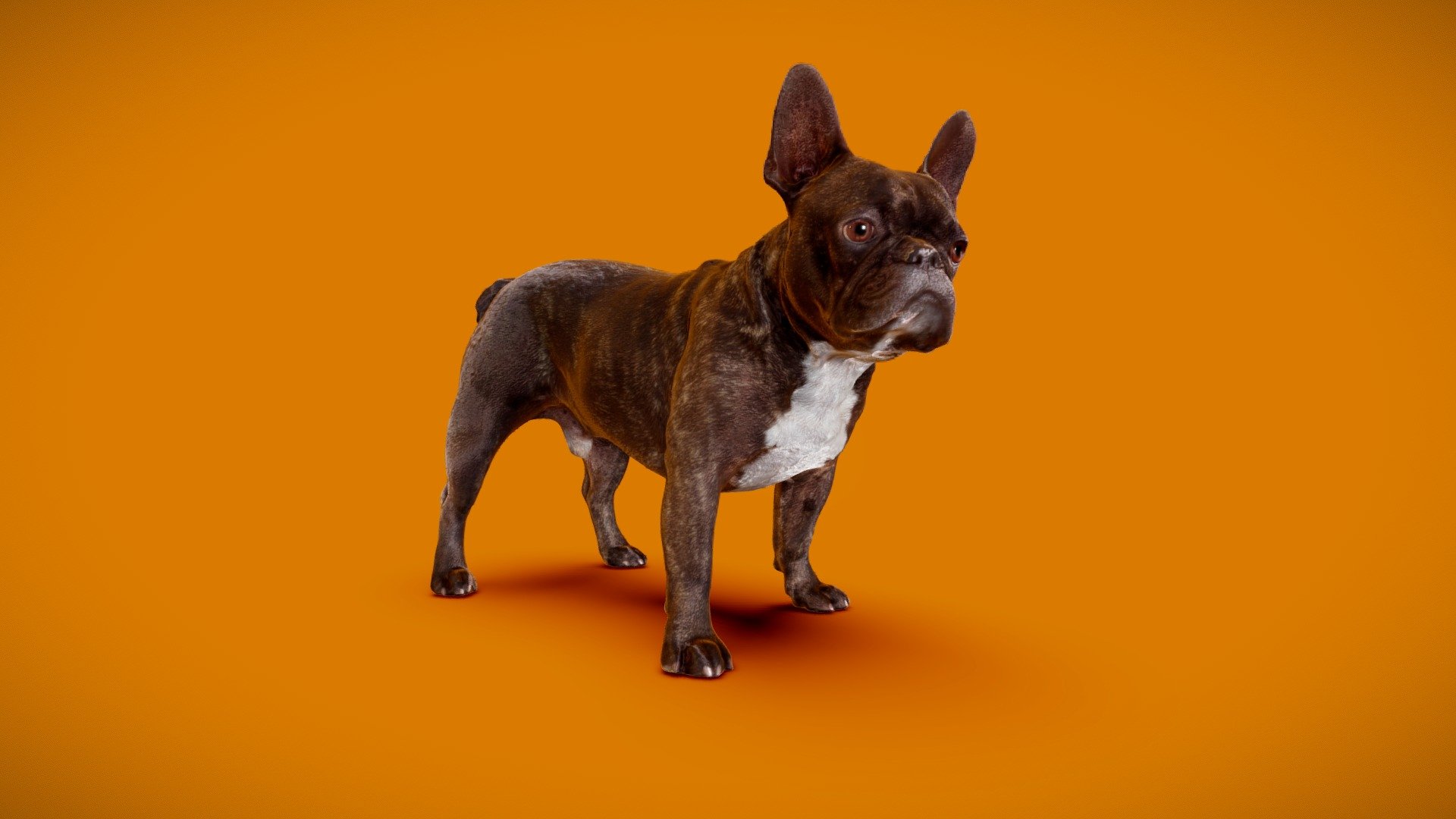 DOG B - 8of13- PBR QuadRetopo - Buy Royalty Free 3D model by Frank ...