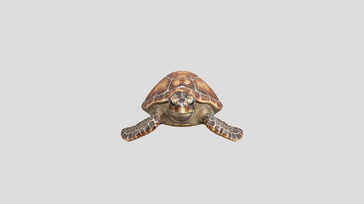 Turtle Odyssey 3D Model