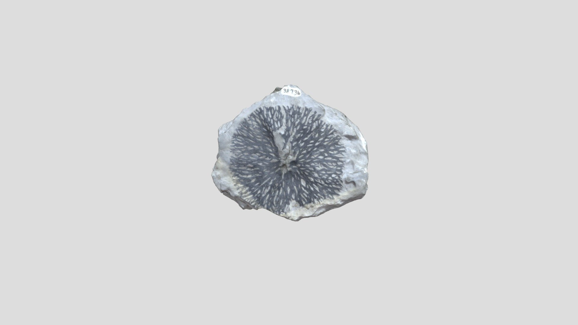 Fossil 4