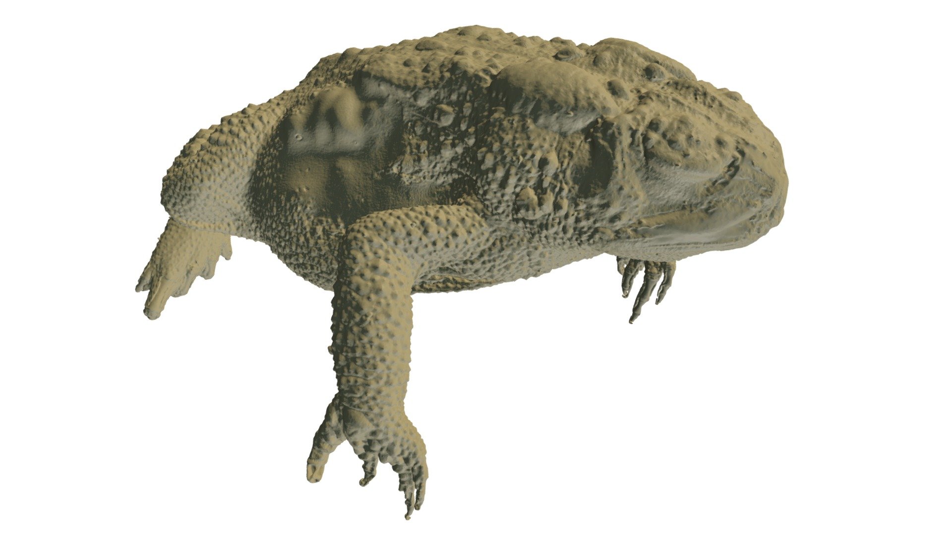 Toad - High Resolution CT Scan