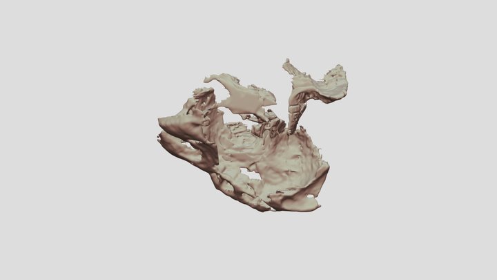 Unknown fossil - maybe a seal or dolphin 3D Model
