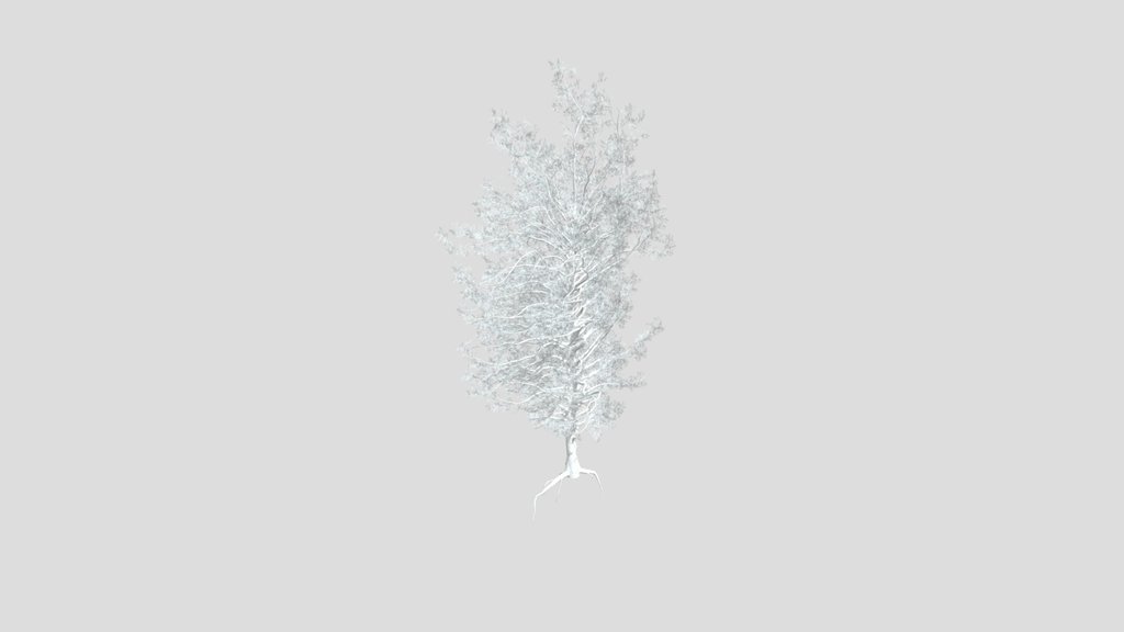 Sj Snowy Pine Tree
