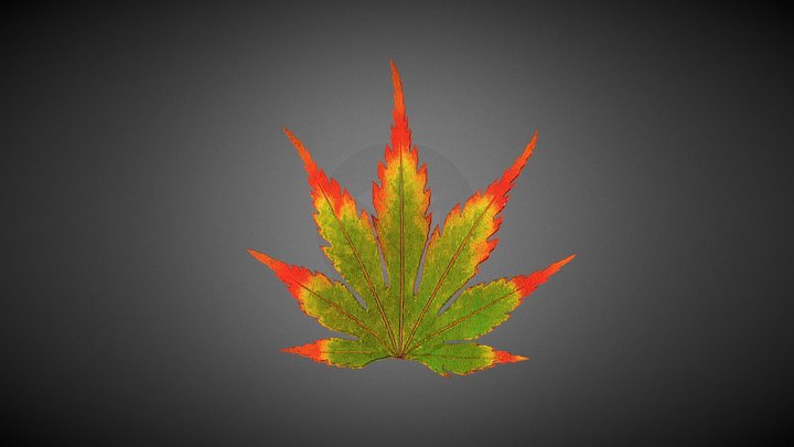 Leaf 3D Model