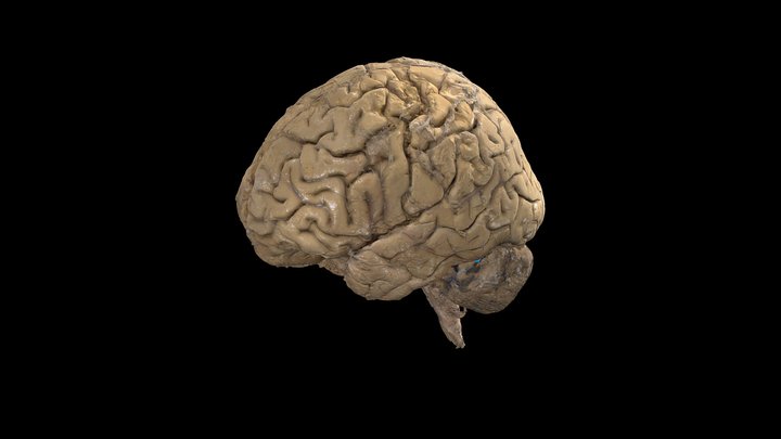Primary Cortex Areas of the Brain 3D Model