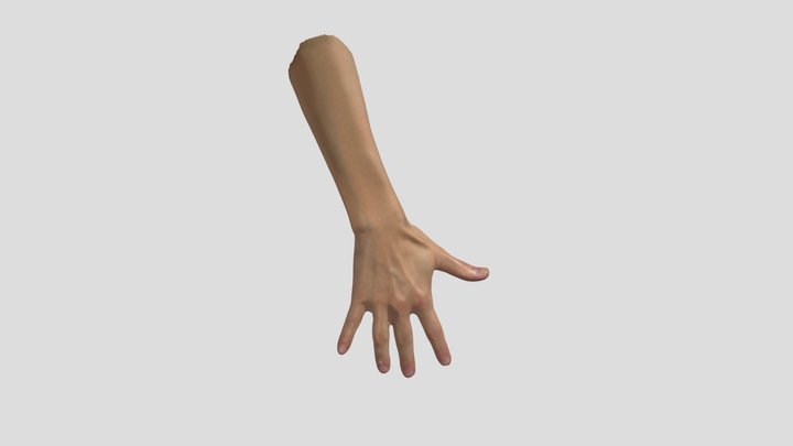 Human Hand 3D Scan High Quality 3D Model