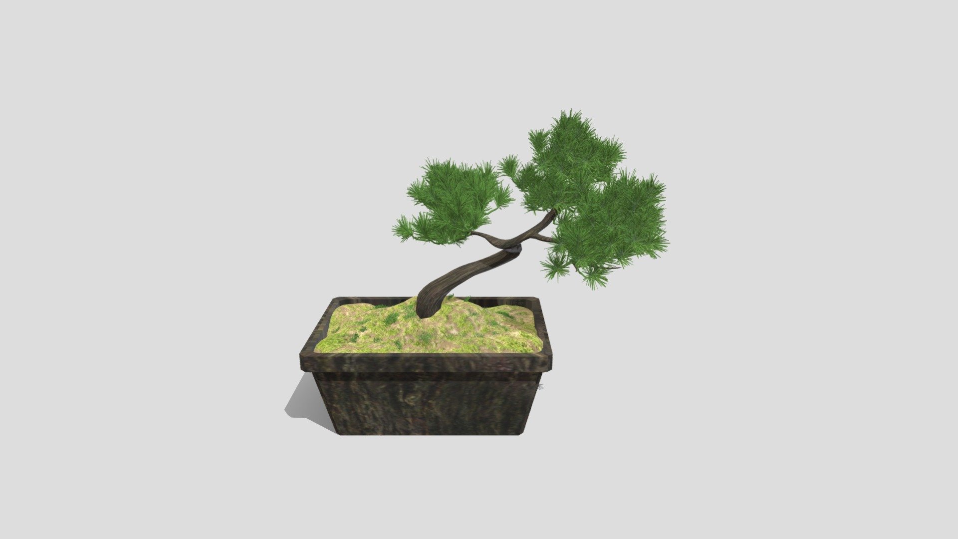plant
