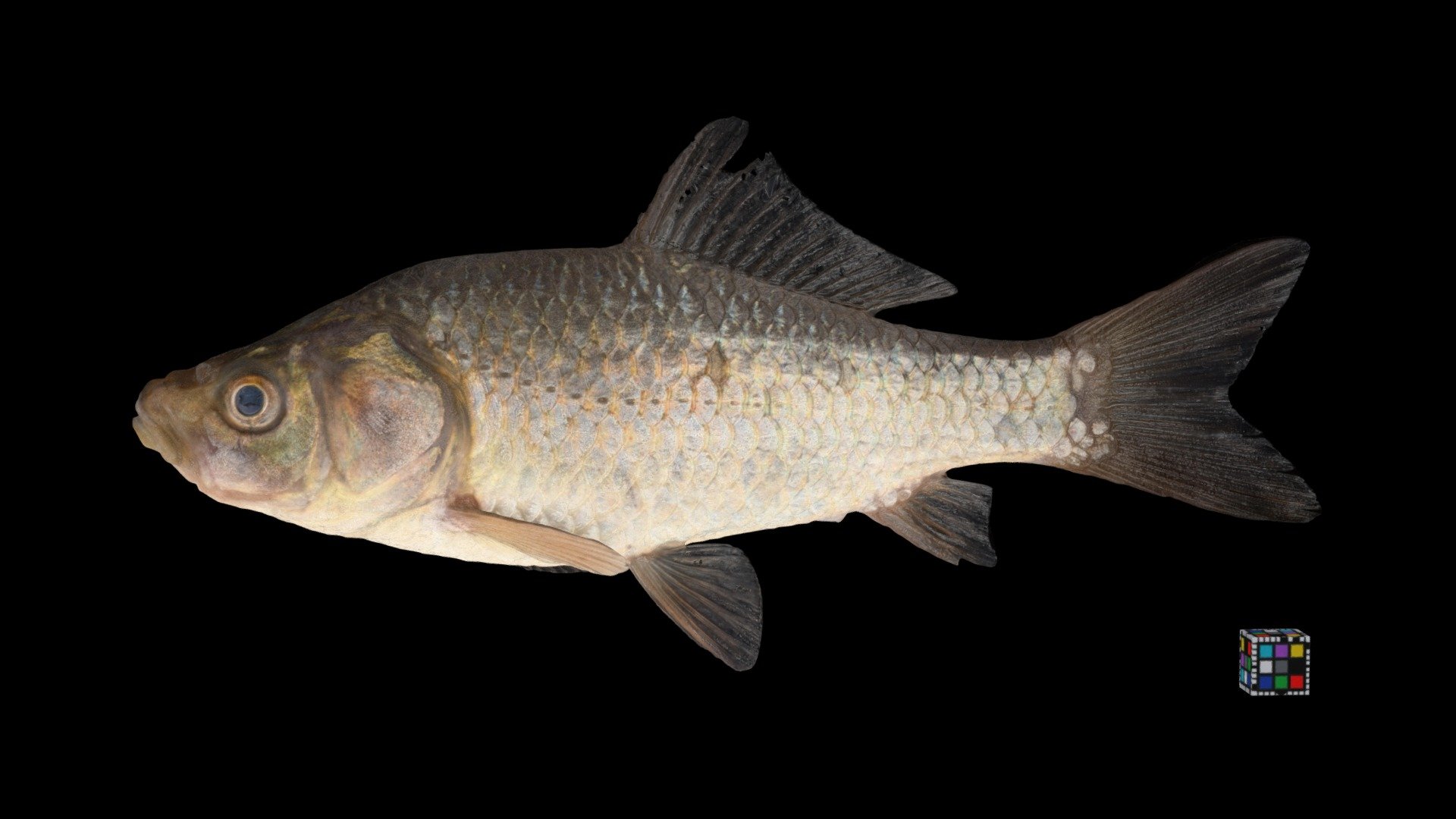 キンブナ or ナガブナ ♂ Crucian Carp, Carassius auratus