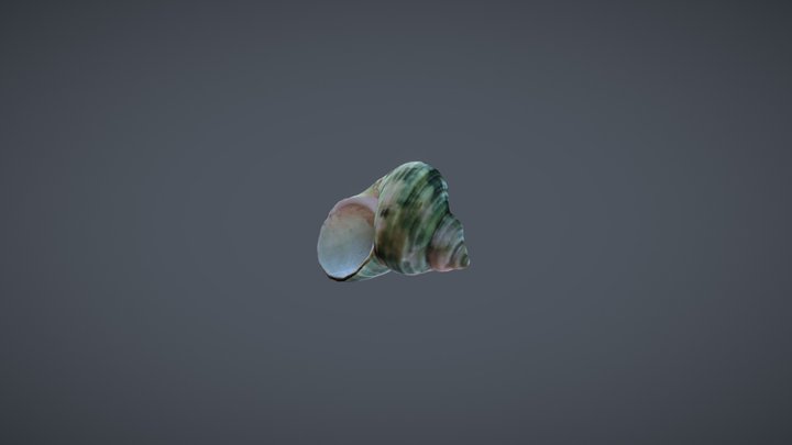 Green Shell 3D Model