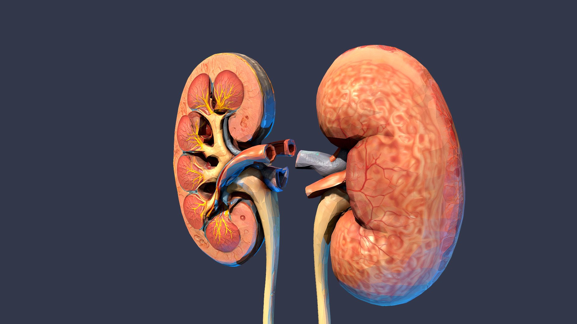 kidney animation - 3D model by flarar-01 (@flarar) [13be7f9] - Sketchfab