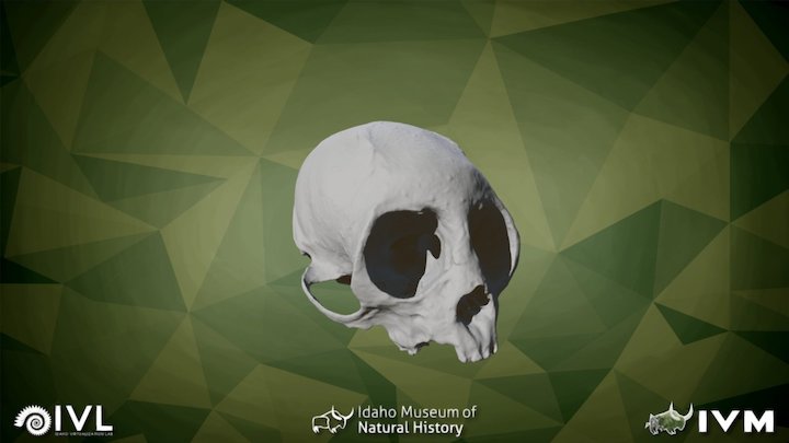 IMNH R-2185 Squirrel Monkey Cranium
