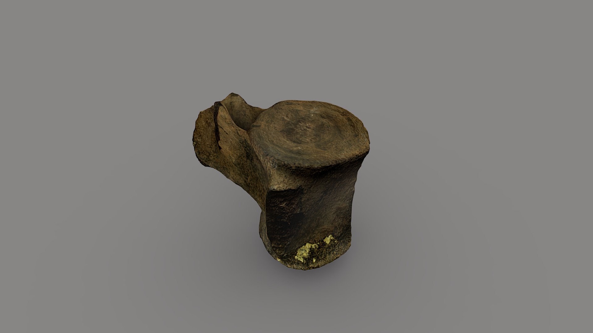 Whale Vertebrae Fossil
