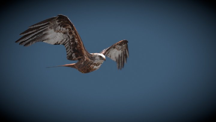 Red Kite, Wingbeat 3D Model
