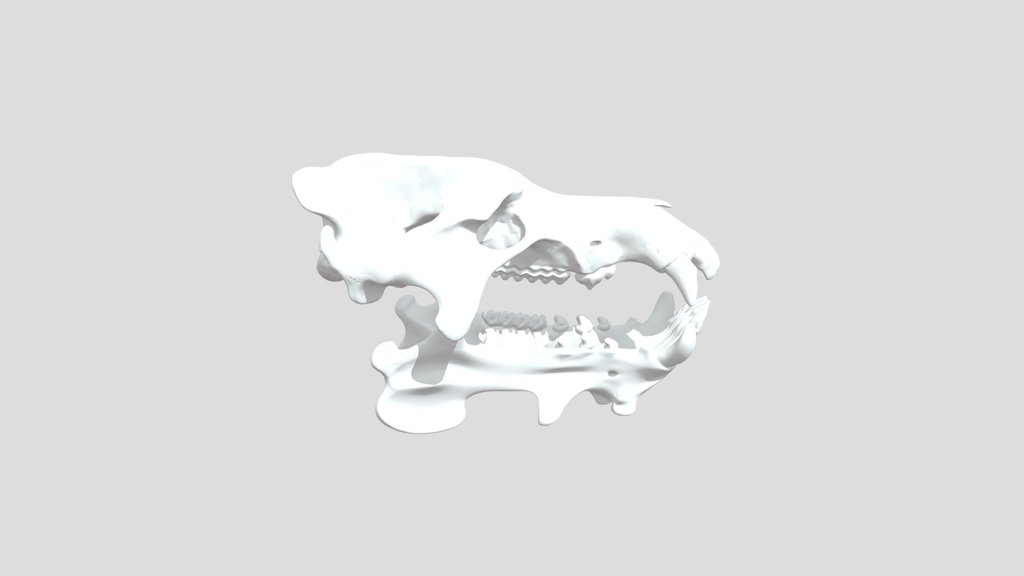 Daeodon Skull