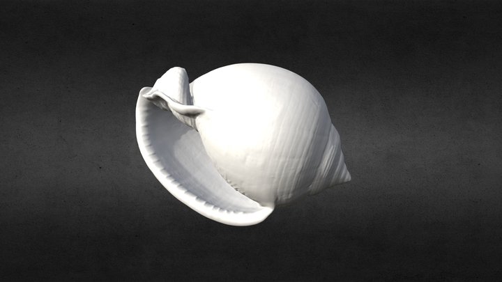 3D Scanned Mini Spotty Seashell (3D Printable) 3D Model