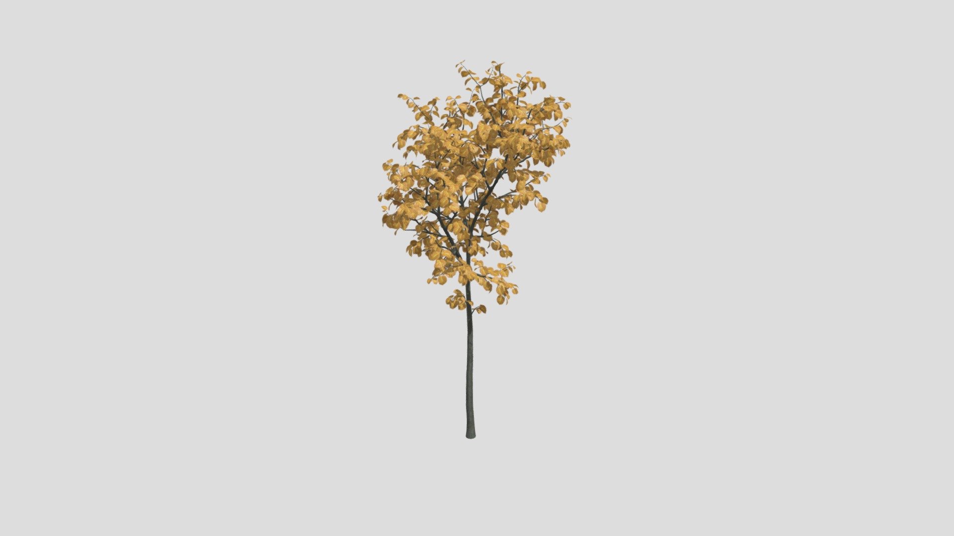 Tilia 21 AM258 Archmodel — Sketchfab embed 3D viewer