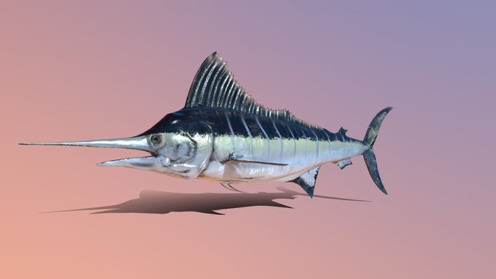 Sword Fish 3D Model