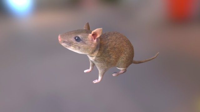 Rat 3D Model