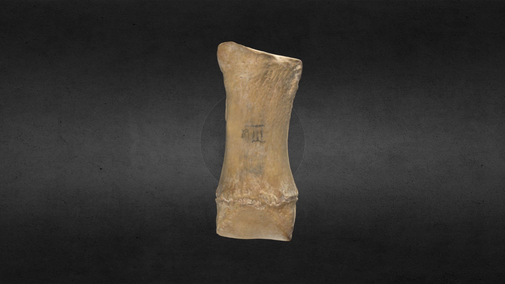Loxodonta africana (elephant) R Metatarsal III - Download Free 3D model ...