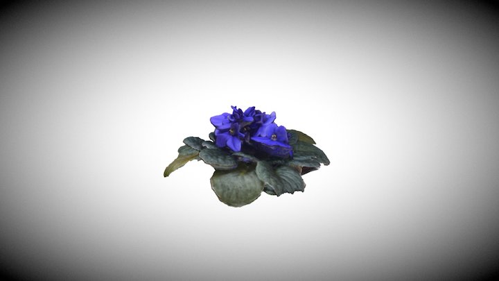 Violets (RealityCapture) 3D Model