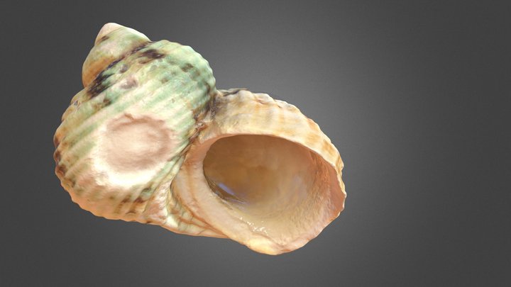 Shell Curl 3D Model