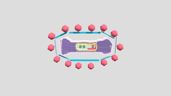 small pox virus oleh kelompok 2 kelas X.B 3D Model