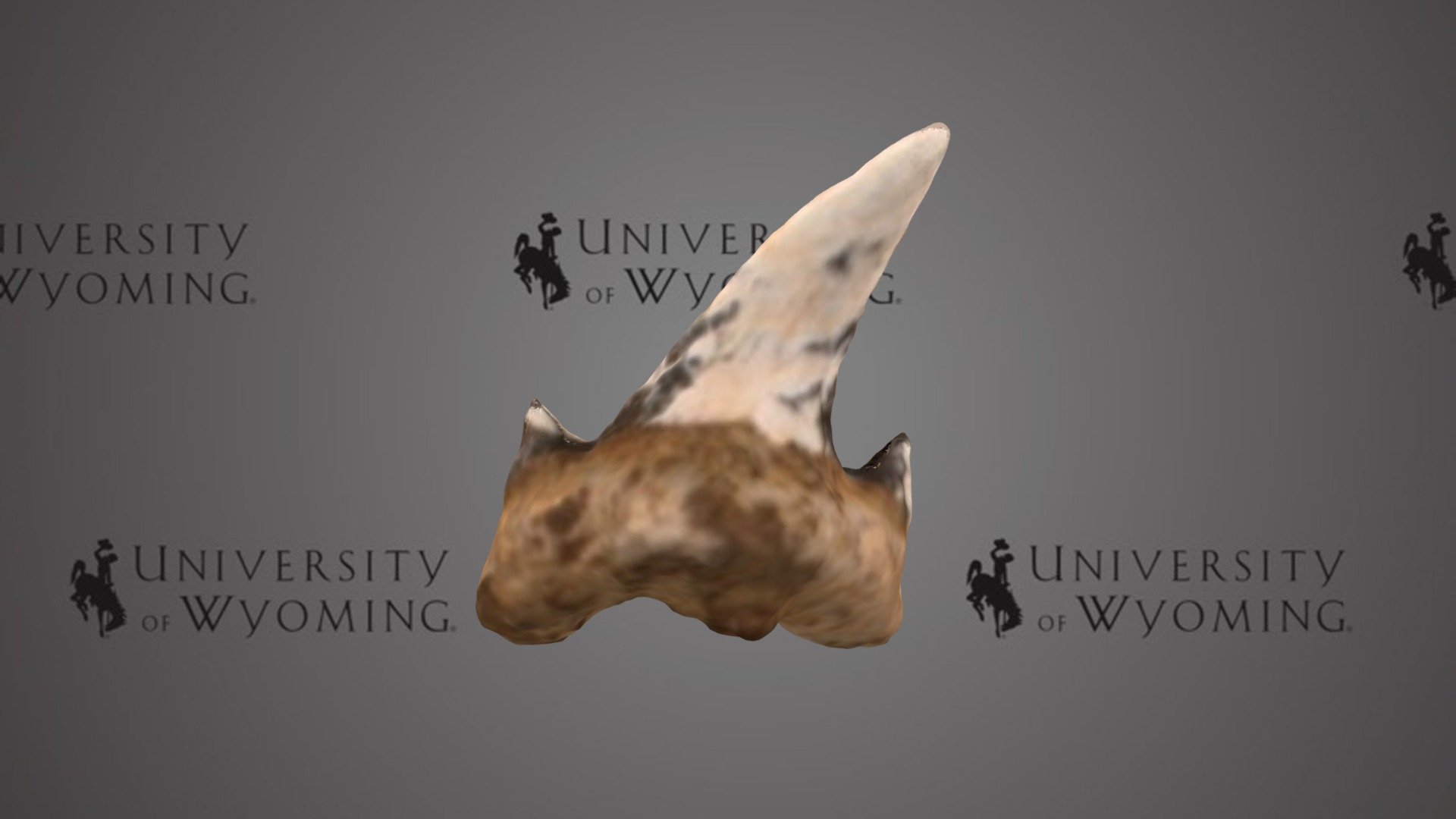 UW 26927 A - Scapanorhynchus sp., Tooth