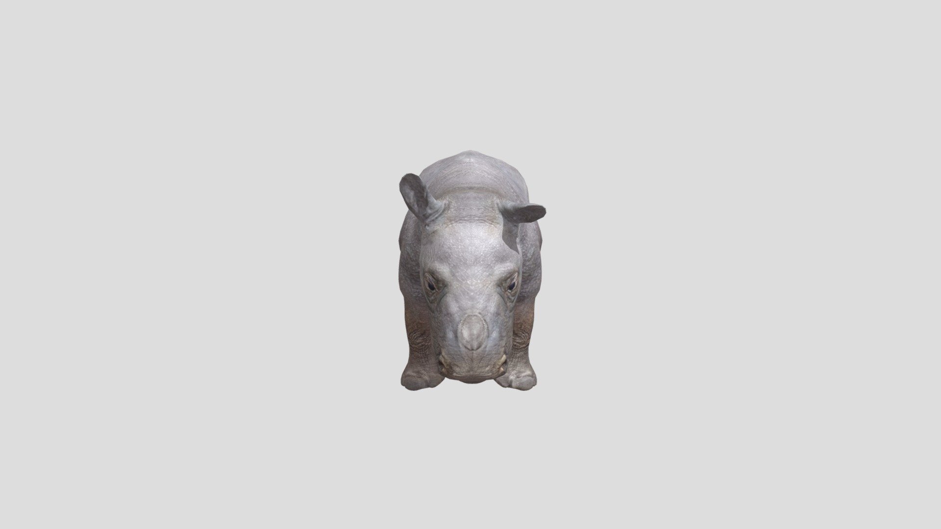 Baby- Rhino
