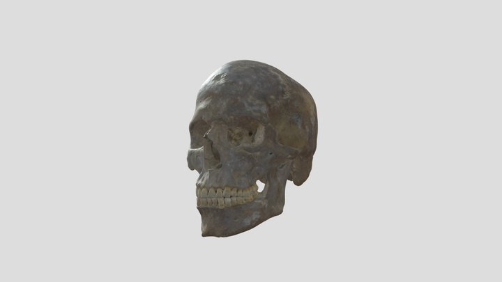 Skull 3D Model