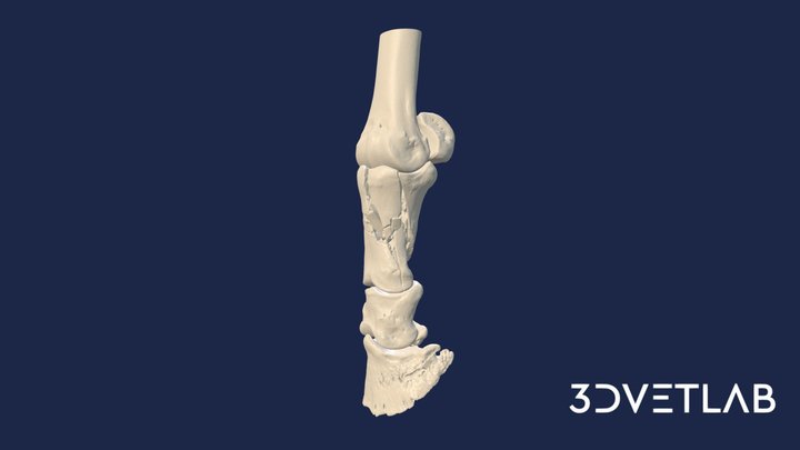 First phalanx fracture - HORSE 3D Model