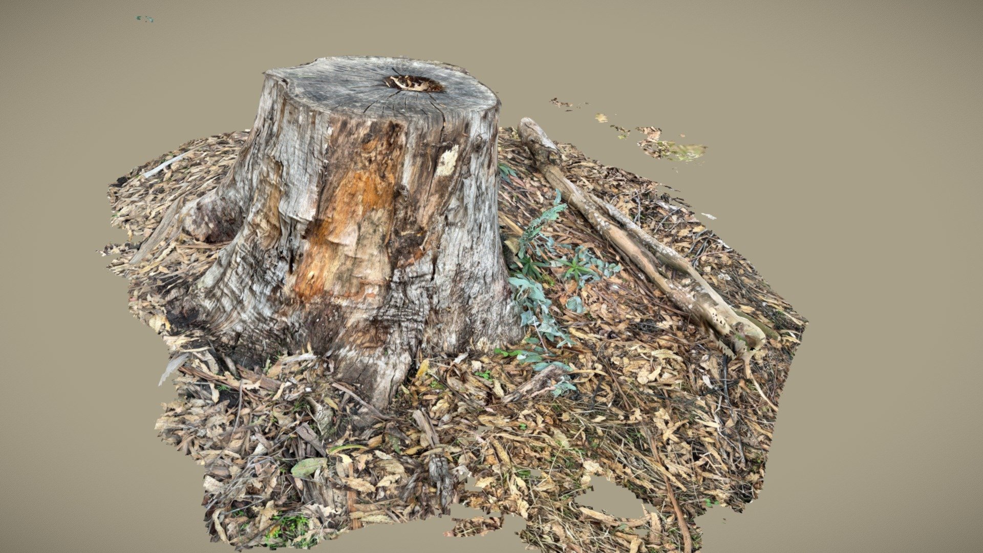 Scan of eucalyptus tree stump and leaves