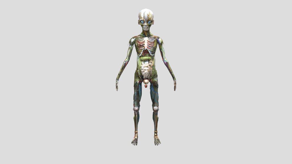 Human anatomical model