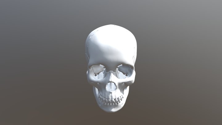 Anatomical Human Skull Sectioned 3D print model 3D Model