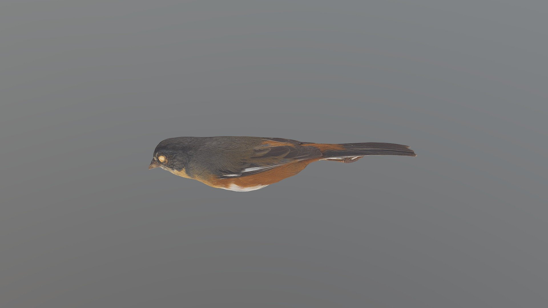 Buff-throated Warbling Finch - M. lateralis