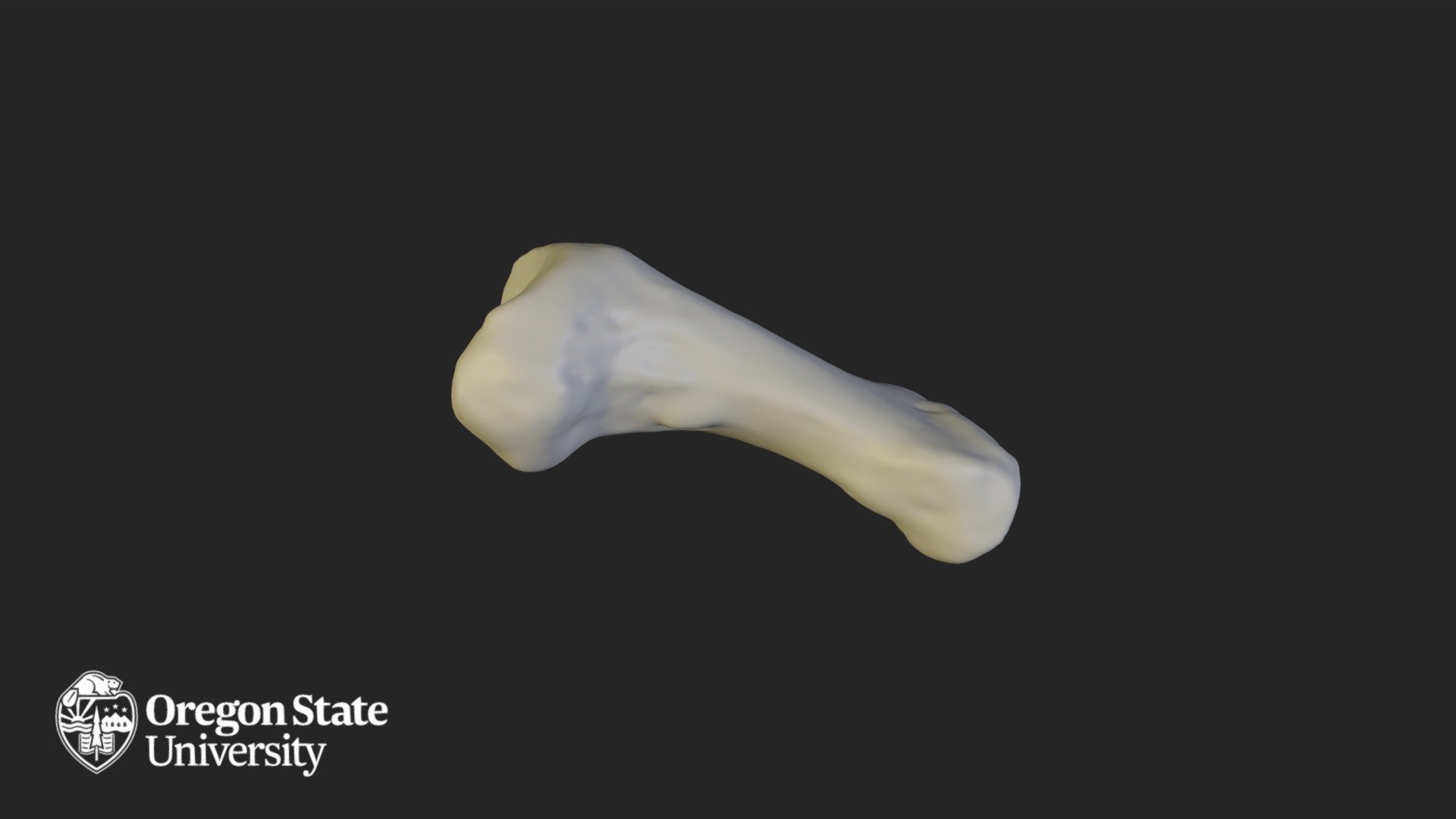 Proximal Phalange 4
