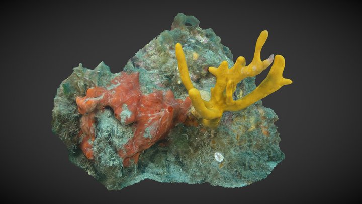 Axinella polypoides, from pictures to biomass 3D Model