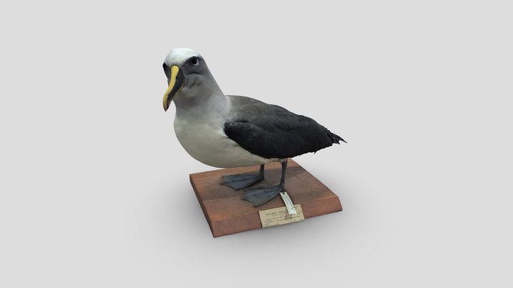 Bullers Albatross 3D Model