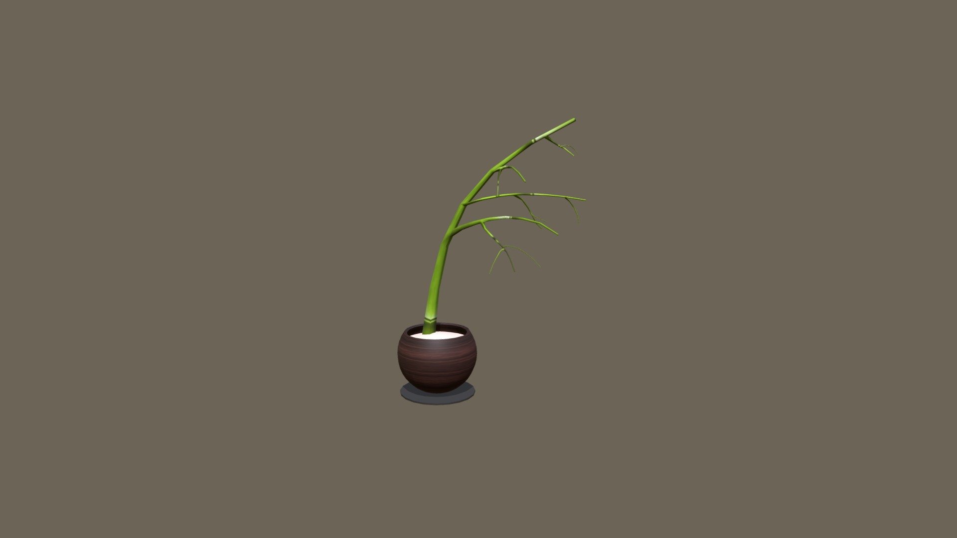 wk8_Ryan_Walker_Bamboo_plant