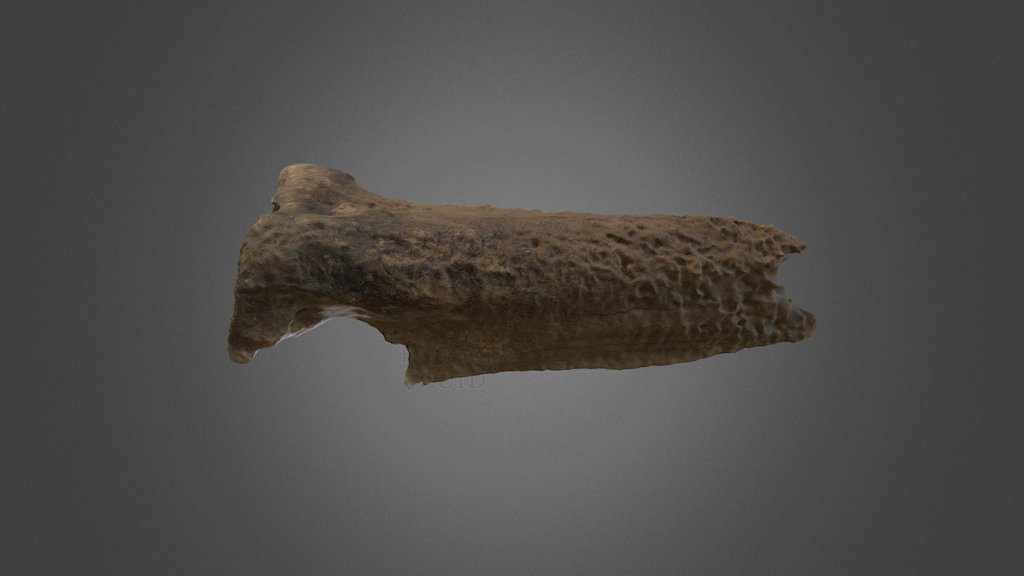 Prehistorisch bot — Sketchfab embed 3D viewer