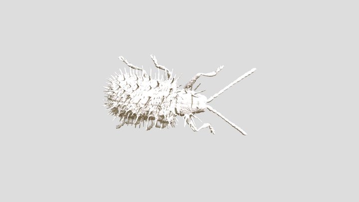 Simplify_ Dicladispa_testacea 3D Model