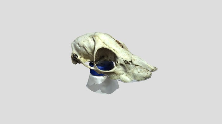 Deer skull top view 3D Model