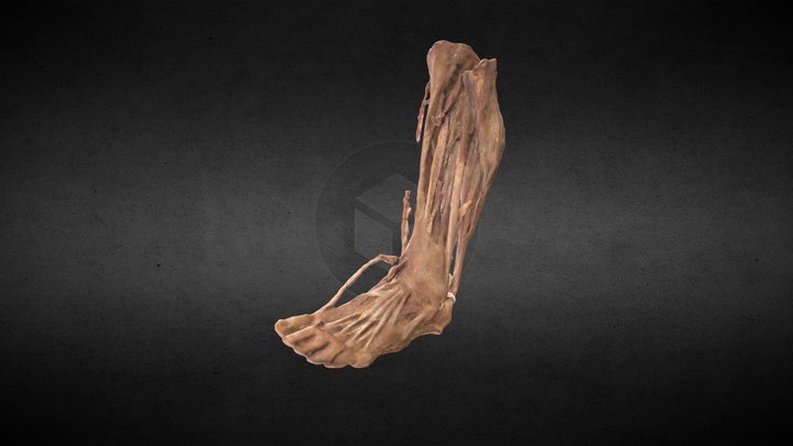 Músculos de la Pierna/Leg muscles 3D Model