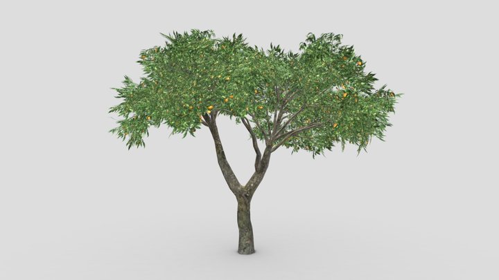 Orange Tree- S12 3D Model