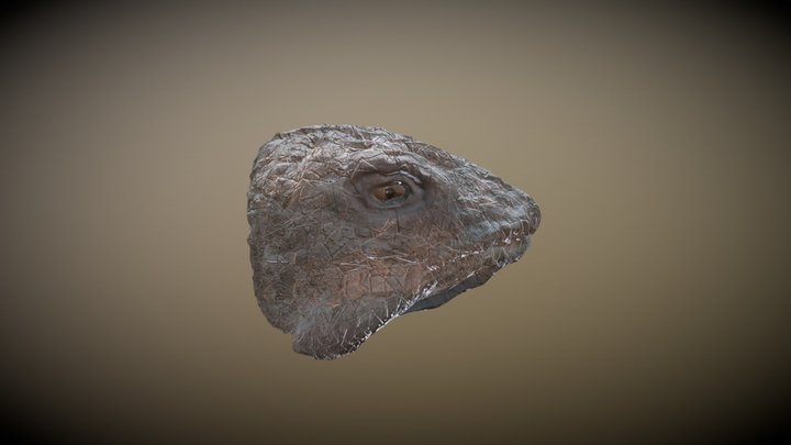 Iguana_Head 3D Model