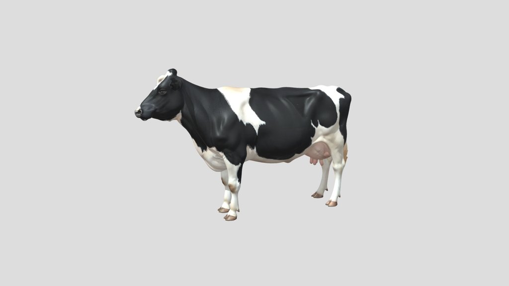 Patchwork Holstein Cow